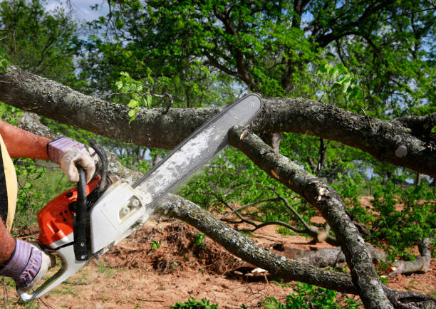 Best Fruit Tree Pruning  in West Lafayette, OH